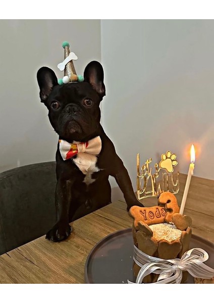Köpekler Için Doğum Günü Seti-Gold Paw Kit- Doğum Günü Pastası,pati Tasarımlı Süs,doğum Günü Şapkası modelleri