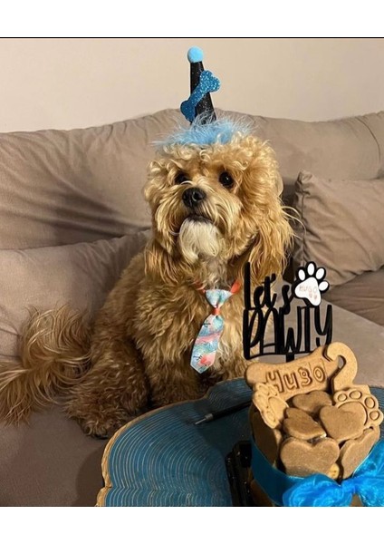 Köpekler Için Doğum Günü Parti Şapkası Siyah Mavi