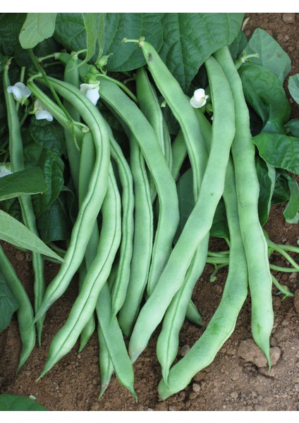Alaman Ayşe (Sepet Dolduran Da Deniliyor) Kadın Fasulye Tohumudur. Sırıktır. 500 Gram.