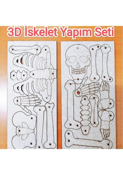 Iskelet Sistemi Yapım Seti Ahşap Boyanabilir Montessori Eğitim Ürünü Fen Bilimleri Deneyleri modelleri
