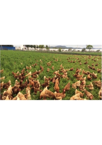 Gezen Tavuk Için Tavuk Yoncası Tohumu Tohum 1 kg