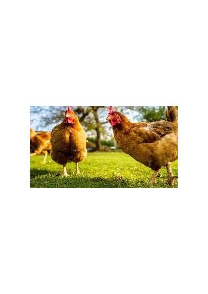 Gezen Tavuk Için Tavuk Yoncası Tohumu Tohum 1 kg