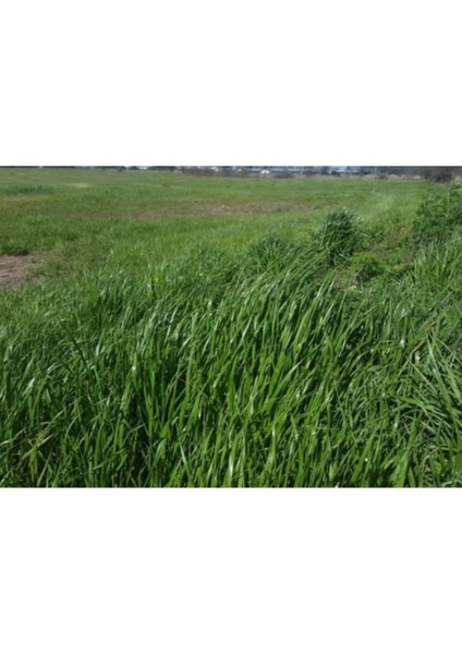 Ryegrass Otu Tohumu Süt Otu Tohum 500 gr