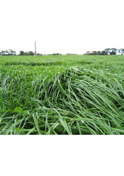 Esin Tohum Ryegrass Otu Tohumu Süt Otu Tohum 500 gr