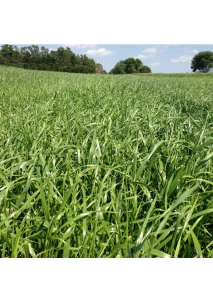 Esin Tohum Ryegrass Otu Tohumu Süt Otu Tohum 500 gr