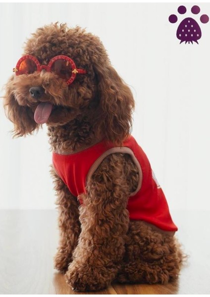 Küçük Irk Köpek Tişört Kitkat fiyatları