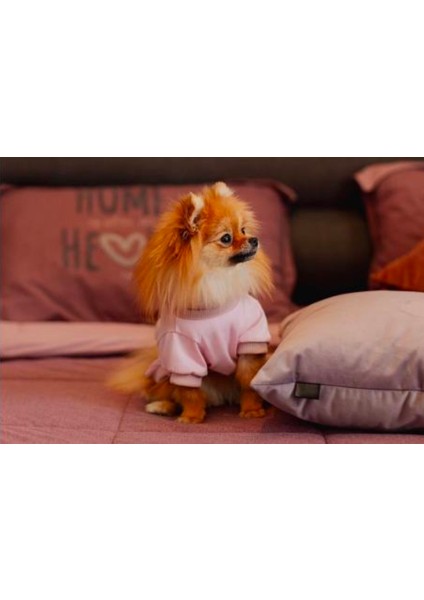 Küçük Irk Köpek Tişört Hello Kity fiyatları