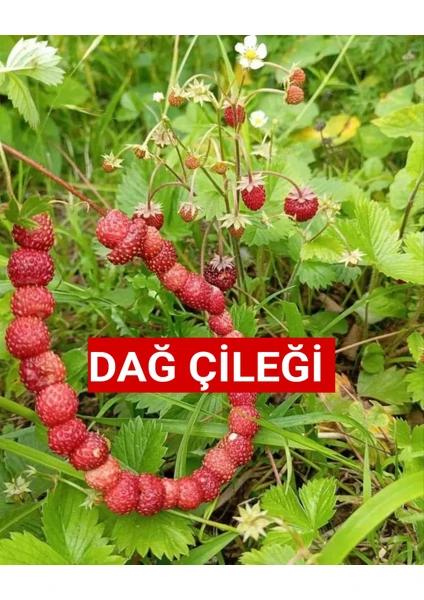 Kokulu Karadeniz Yabani Dağ Çileği Fidesi 5 Adet Tüplü (10-20 cm)