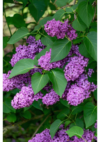 Hoş Kokulu Mor Leylak Fidanı 1 ADET Saksılı 40-60Cm