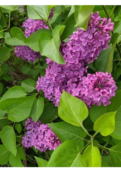 Hoş Kokulu Mor Leylak Fidanı 1 ADET Saksılı 40-60Cm modelleri