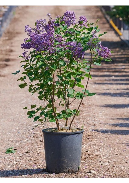 Hoş Kokulu Mor Leylak Fidanı 1 ADET Saksılı 40-60Cm indirimleri