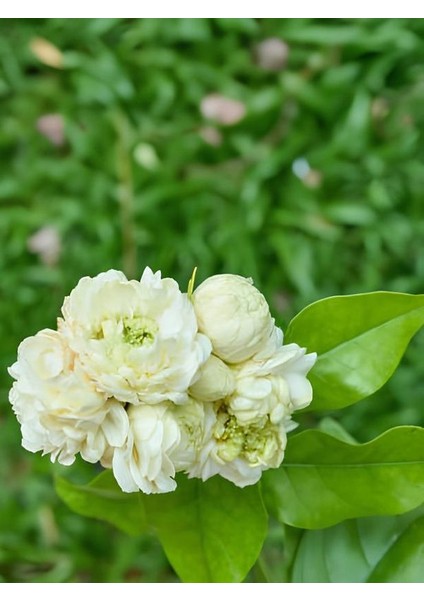 Videolu Katmerli Full Yasemin Çiçeği Beyaz Renkli 40-80 cm Saksılı (Jasmıne Flower)