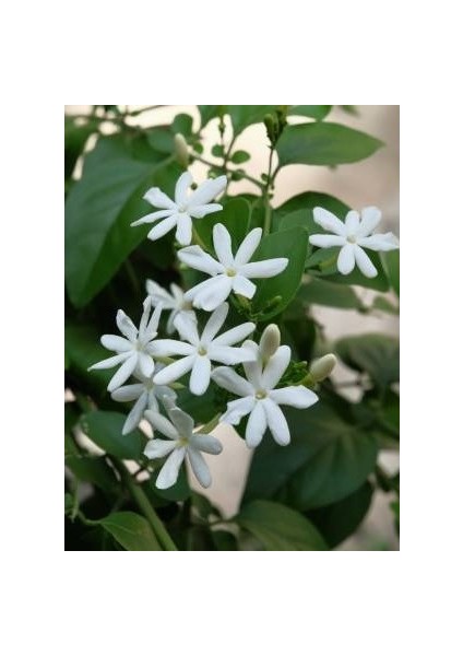Ful Yasemin Çiçeği Beyaz Yasemin 30-40 cm Saksılı
