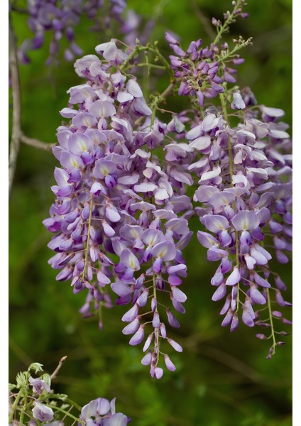 Videolu Mor Salkım 30-60 cm Saksılı / Tüplü Dış Mekan Sarmaşık Bitkileri Wisteria