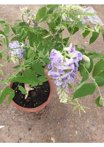 Videolu Mor Salkım 30-60 cm Saksılı / Tüplü Dış Mekan Sarmaşık Bitkileri Wisteria
