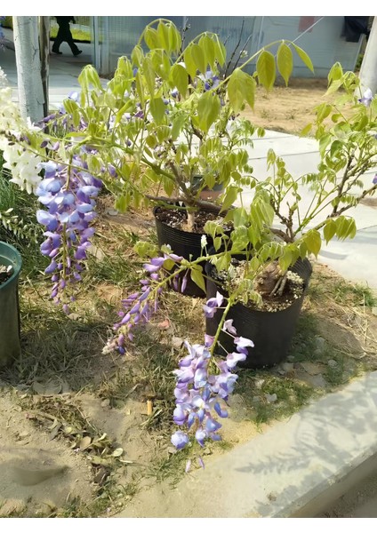Videolu Mor Salkım 30-60 cm Saksılı / Tüplü Dış Mekan Sarmaşık Bitkileri Wisteria