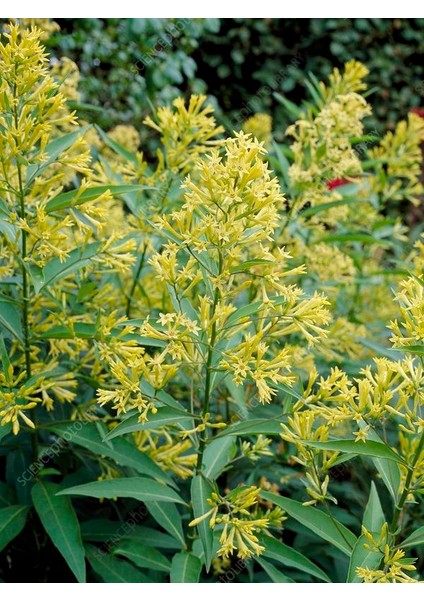 Melisa Kolanya Çiçeği Hoş Kokulu 30-60 cm