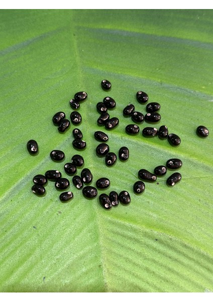 00.50 cm 47 Adet Siyah Cam Boncuk fiyatları