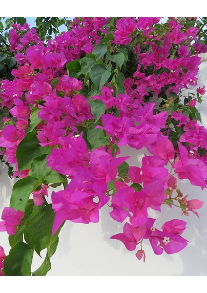 Pembe Sarılıcı Begonvil Çiçeği Fidanı 50-70CM