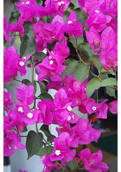 Pembe Begonvil Çiçeği Fidanı 40-80cm Saksılı
