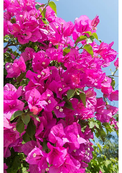 Pembe Begonvil Çiçeği Fidanı 40-80cm Saksılı