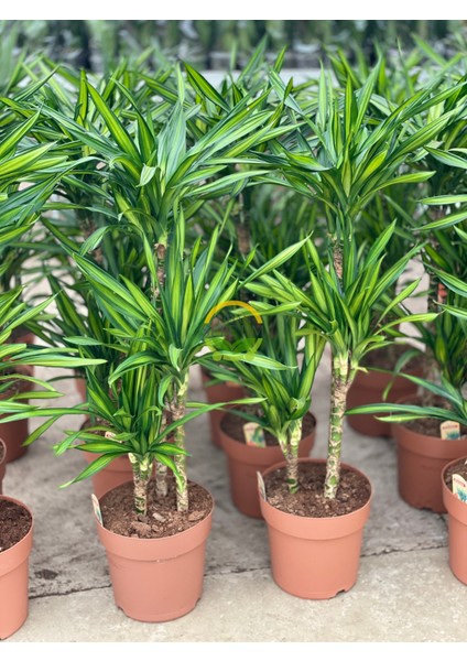 Fidan Sepetim 3 Gövdeli Dracaena Limon Bitkisi