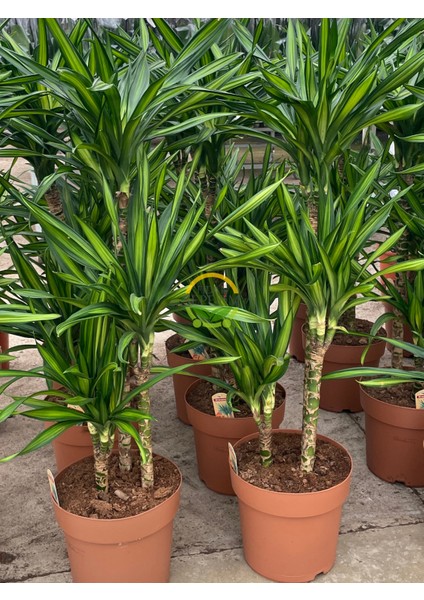 Fidan Sepetim 3 Gövdeli Dracaena Limon Bitkisi