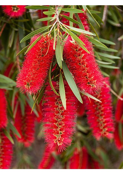 Kırmızı Fırça Çalısı Çiçeği Fidanı 60CM 80 cm