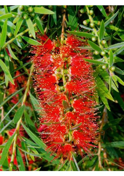 Kırmızı Fırça Çalısı Çiçeği Fidanı 60CM 80 cm modelleri