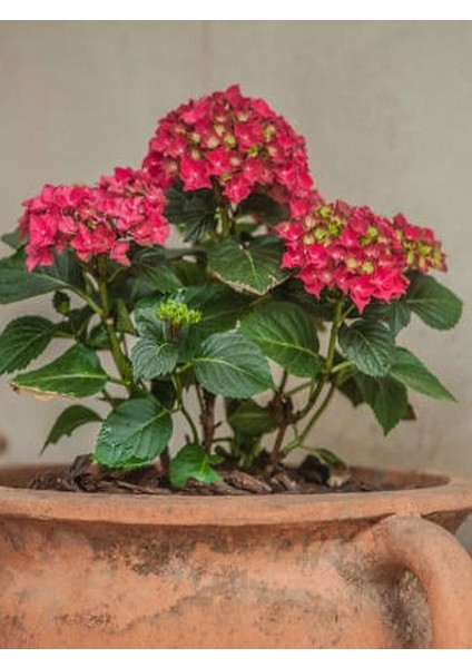 Canlı Ortanca Çiçeği Fidanı Kırmızı Renk 1 ADET Saksılı 20-40Cm