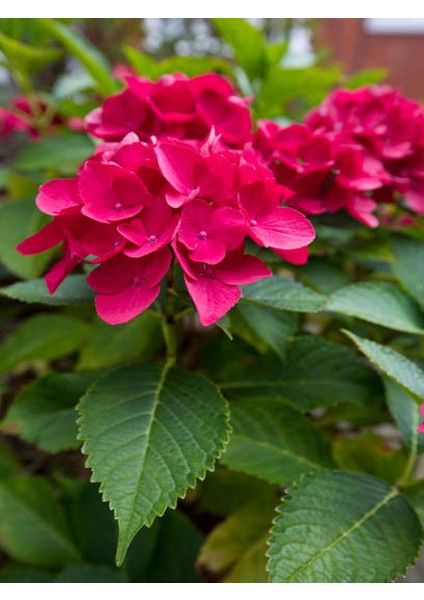 Canlı Ortanca Çiçeği Fidanı Kırmızı Renk 1 ADET Saksılı 20-40Cm fiyatları