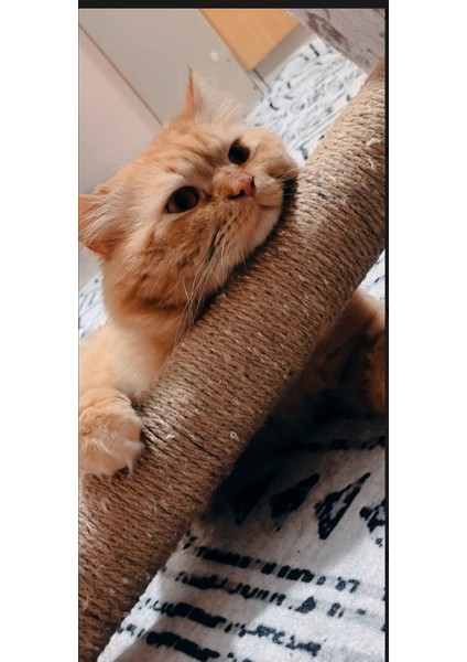 Işıklı Kedi Tırmalama Platformu