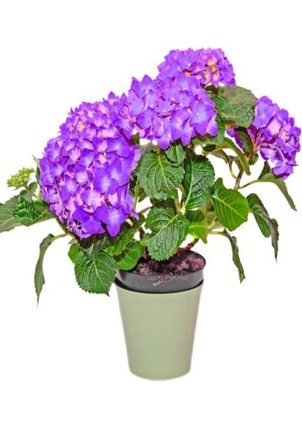 Mor Ortanca Çiçeği Fidanı 20-40 cm 12 Ay Dikim Yapılır