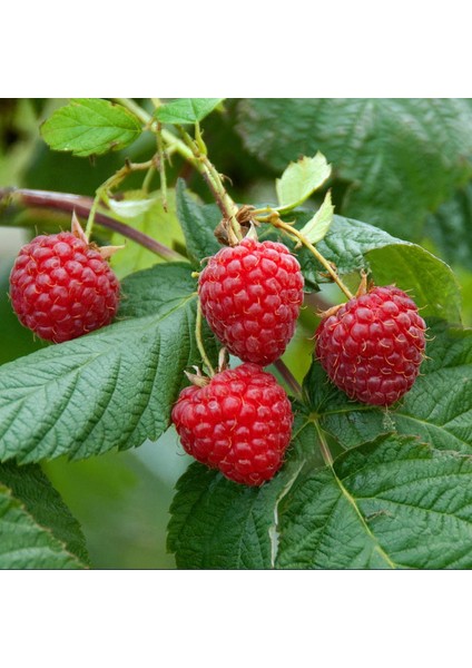 Ahududu Fidanı Saksıda