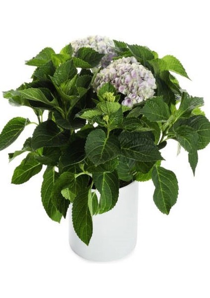 Beyaz Ortanca Çiçeği Saksılı 1 ADET 30-40Cm