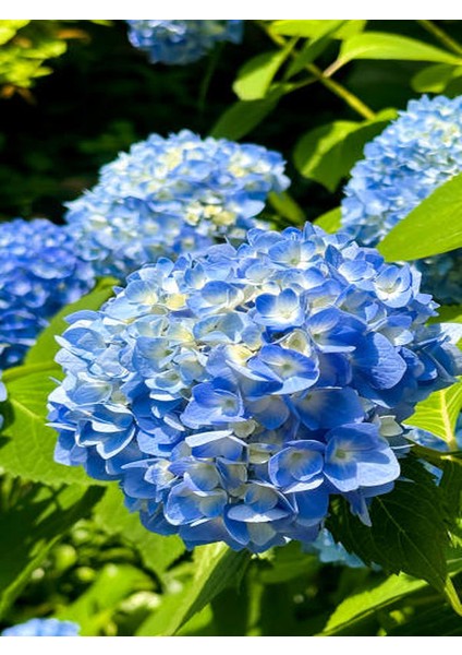 Mavi Renk Ortanca Çiçeği 40 cm Ev Bitkisi Ofis Bitkisi Bahçe Bitkisi Hydrangea