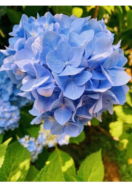 Mavi Renk Ortanca Çiçeği 40 cm Ev Bitkisi Ofis Bitkisi Bahçe Bitkisi Hydrangea