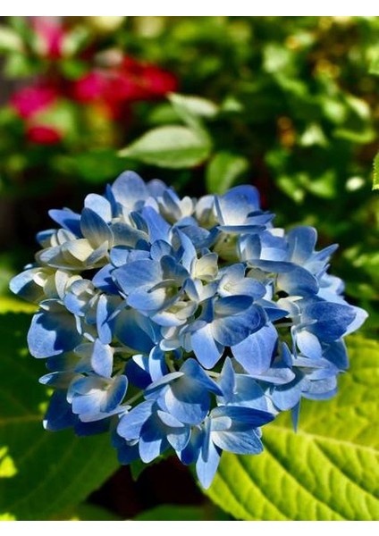 Mavi Renk Ortanca Çiçeği 40 cm Ev Bitkisi Ofis Bitkisi Bahçe Bitkisi Hydrangea