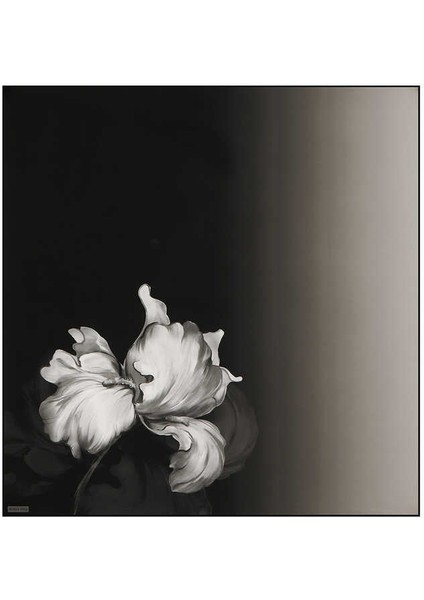 Siyah Süsen Desen Twill Ipek Eşarp