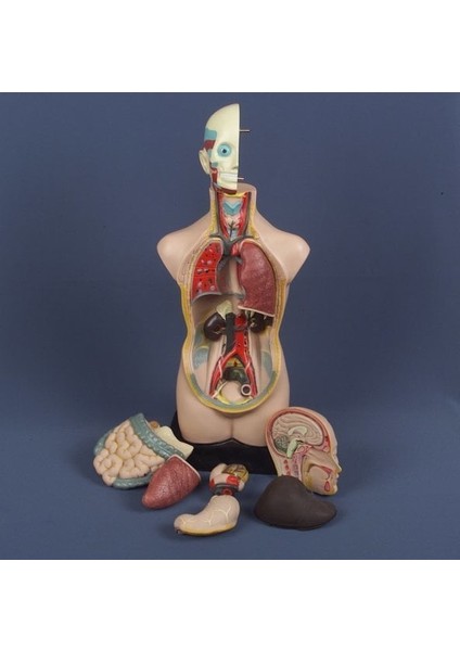 Insan Vücudu Modeli 11 Parça