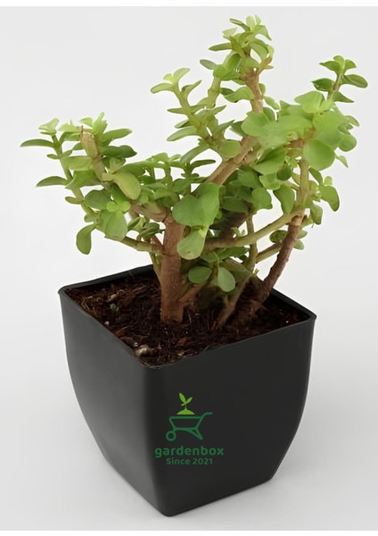 Yeşim Para Çiçeği 8,5 Saksıda 1 Adet Dekoratif Canlı Bitki 10-15CM