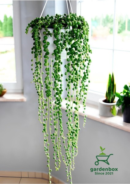 Tespih Boncuk Çiçeği 1 Adet Makrome Saksılı 20-30CM Canl Bitki