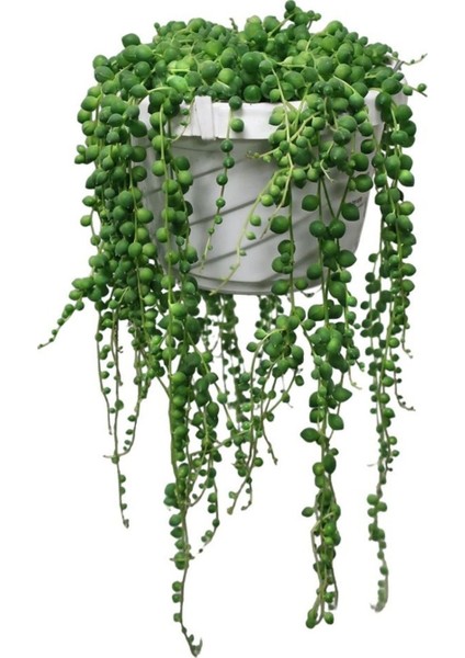 Tespih Boncuk Çiçeği 1 Adet Makrome Saksılı 20-30CM Canl Bitki fiyatları