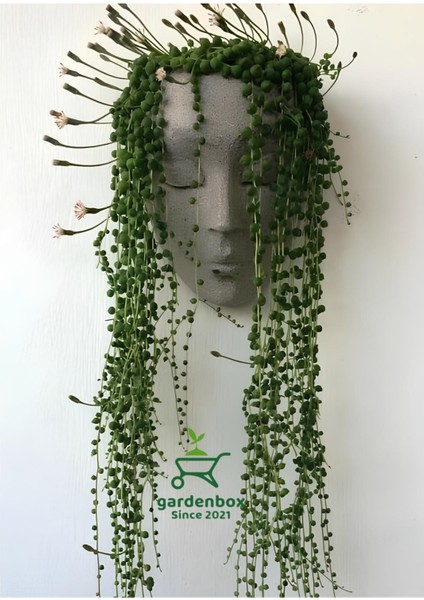 Dekoratif Inci Tanesi Tespih Çiçeği 1 Adet Saksılı 20-30CM