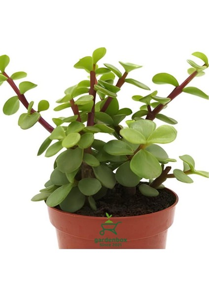 Yeşim Çiçeği Saksılı Formlu 1 Adet 10-15CM Ofis Salon Çiçeği