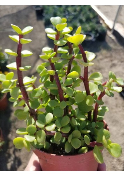 Yeşim Çiçeği Saksılı Formlu 1 Adet 10-15CM Ofis Salon Çiçeği fiyatları