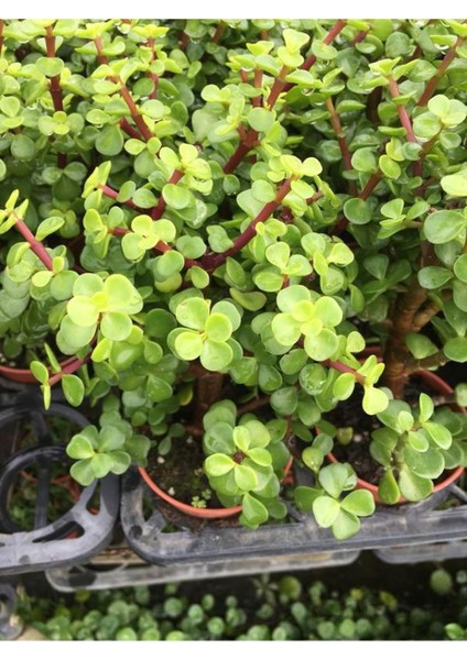 Yeşim Çiçeği Saksılı Formlu 1 Adet 10-15CM Ofis Salon Çiçeği modelleri