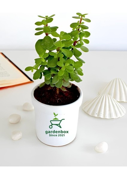 Yeşim Para Çiçeği 1 Adet Dekoratif Canlı Bitki 10-15CM(CRASSULA)