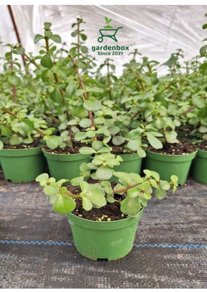 Yeşim Para Çiçeği 1 Adet Dekoratif Canlı Bitki 10-15CM(CRASSULA) modelleri