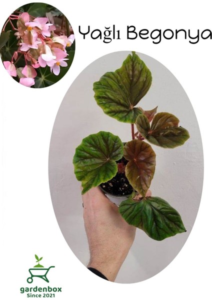 Pembe Çiçekli Yağlı Begonya Çiçeği 1 Adet Saksılı 20-40CM